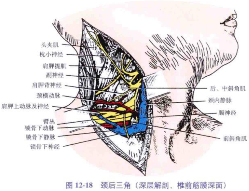 图12-18 颈后三角(深层解剖,椎前筋膜深面)