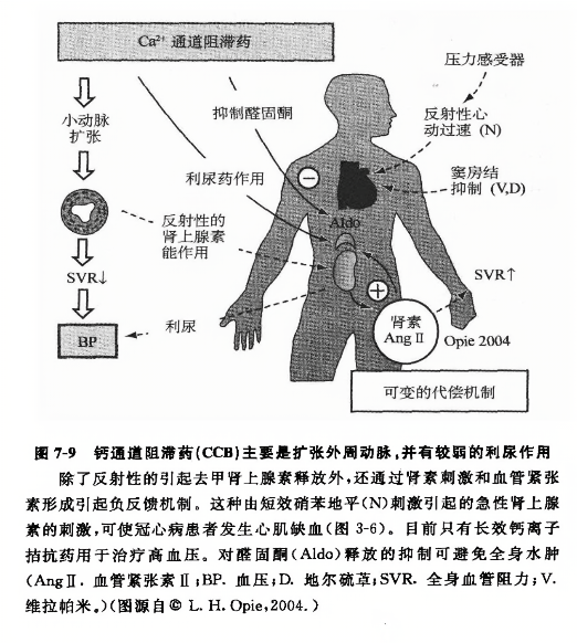 钙通道阻滞药(ccb)主要是扩张外周动脉,并有较弱的利尿作用