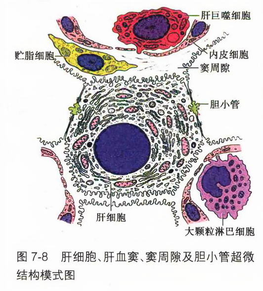 肝细胞、肝血窦、窦周隙及胆小管超微结构模式图