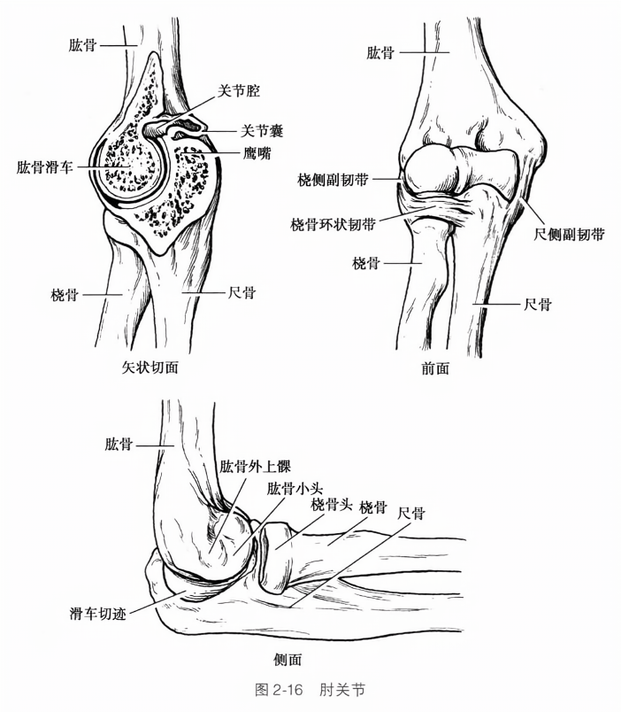 肘关节
