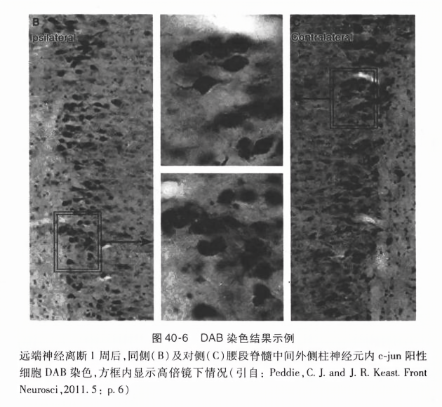 dab 染色结果示例