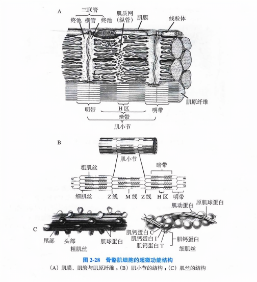 骨骼肌细胞的超微功能结构