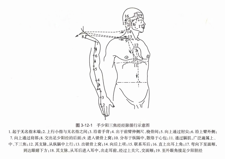 手少阳三焦经经脉循行示意图