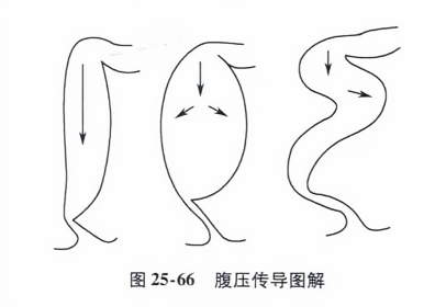 腹压传导图解