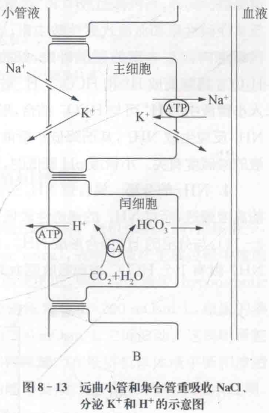 图8-13 远曲小管和集合管重吸收nacl、分泌k+和h+的示意图