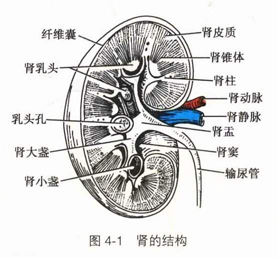肾的结构