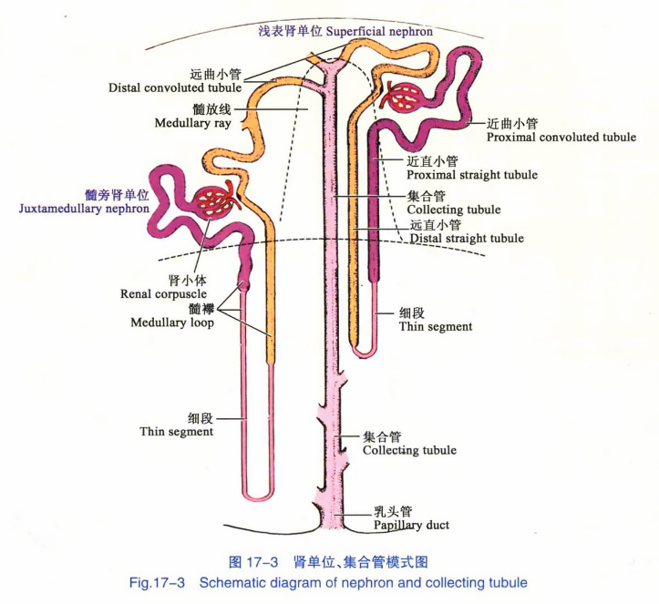 肾单位、集合管模式图