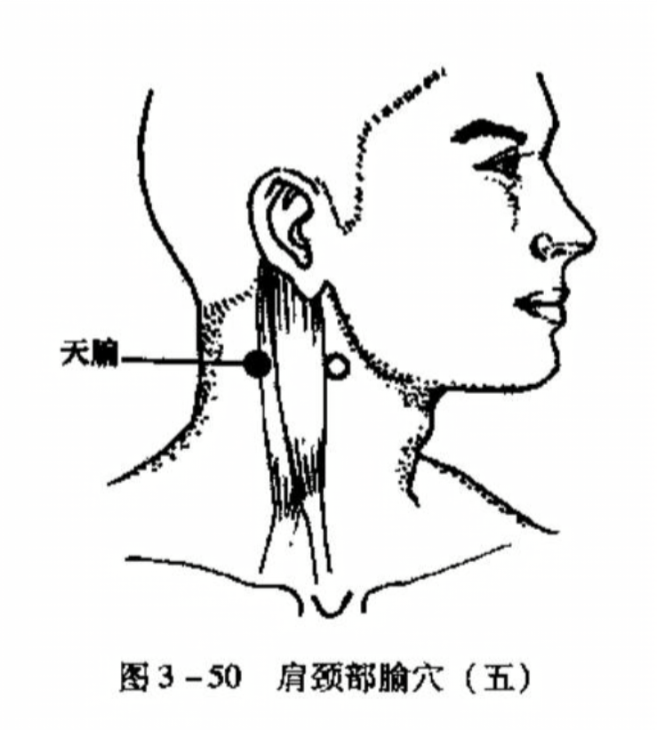肩颈部腧穴(五)