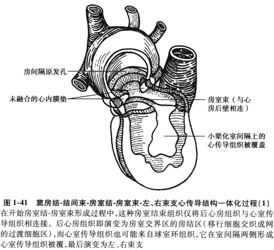 图1-41 窦房结-结间束-房室结-房室束-左、右束支心传导结构一体化过程(1)