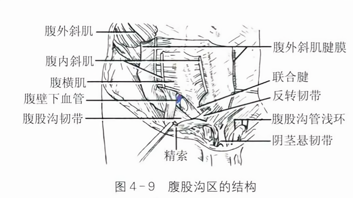 腹股沟区的结构