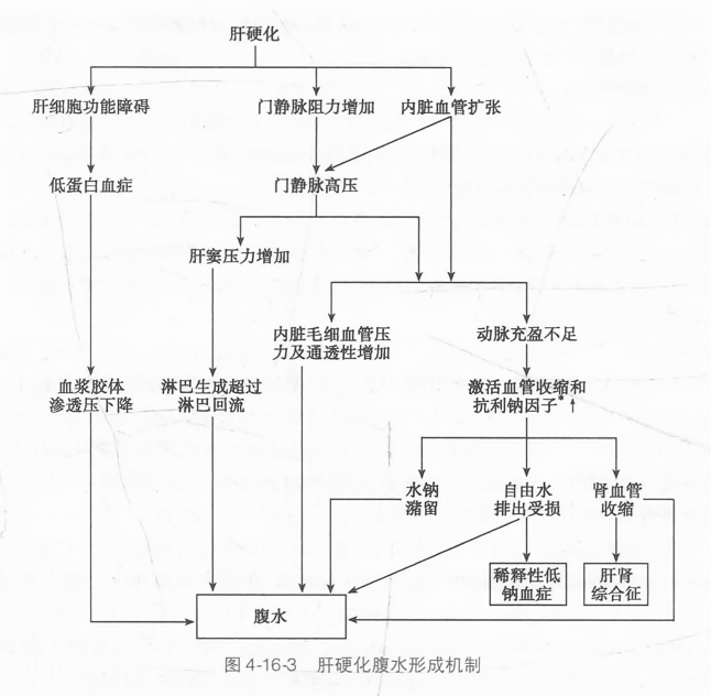 肝硬化腹水形成机制