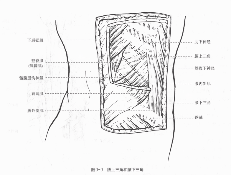 腰上三角和腰下三角