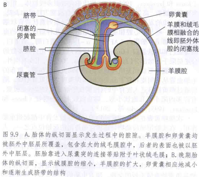 图9.9 a.胎体的纵切面显示发生过程中的腔隙。羊膜腔和卵黄囊均被胚外中胚层所覆盖,包含在大的绒毛膜