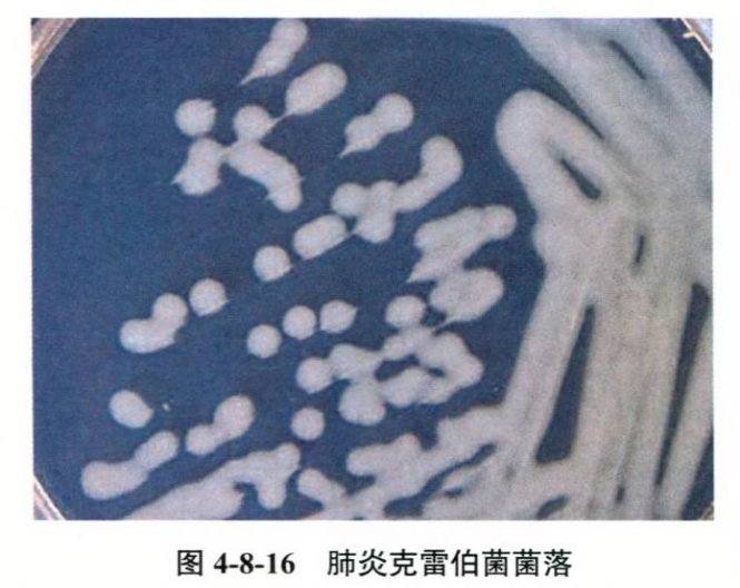 肺炎克雷伯菌菌落