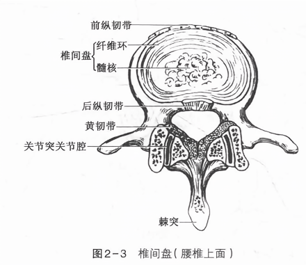 椎间盘(腰椎上面)