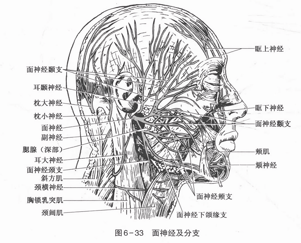 面神经及分支