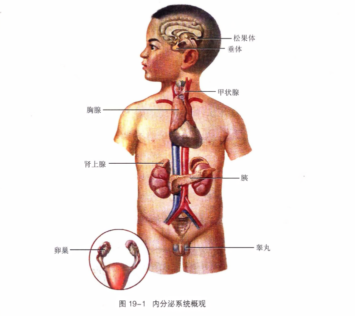 内分泌系统概观