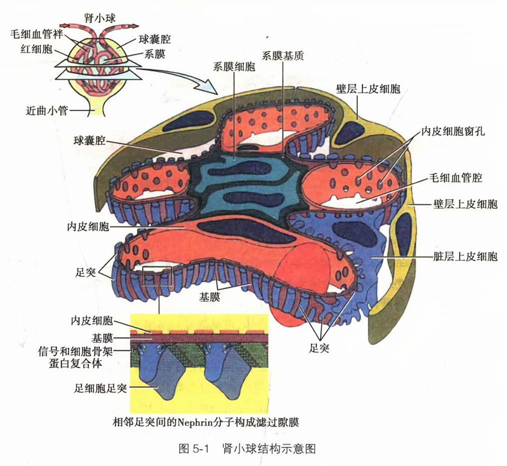 肾小球结构示意图
