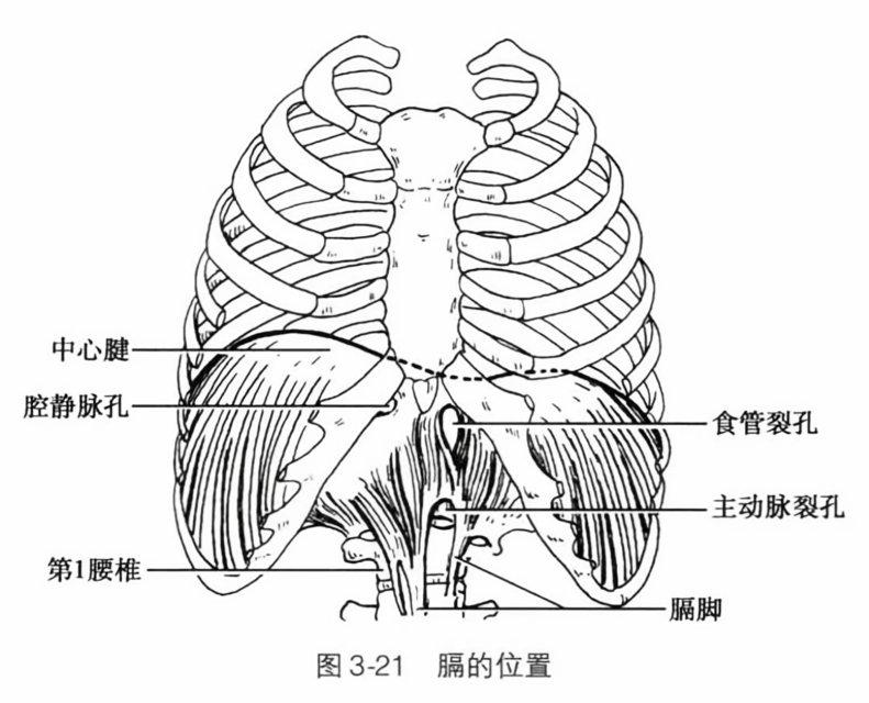 膈的位置