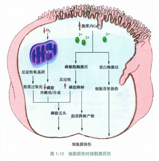 细胞损伤时细胞膜损伤