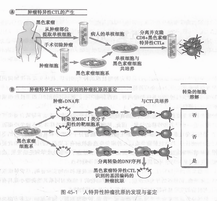 人特异性肿抗原的发现与鉴定