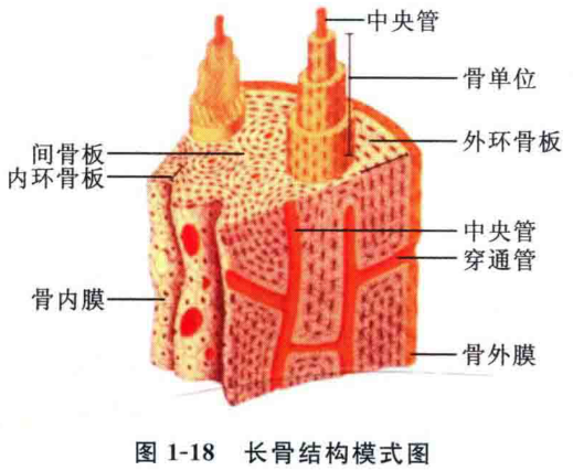 图1-18 长骨结构模式图