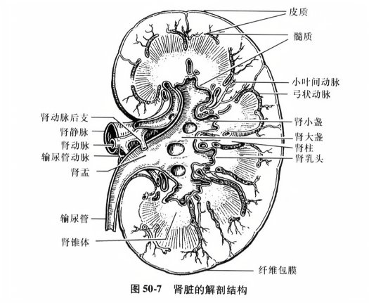 肾脏的解剖结构
