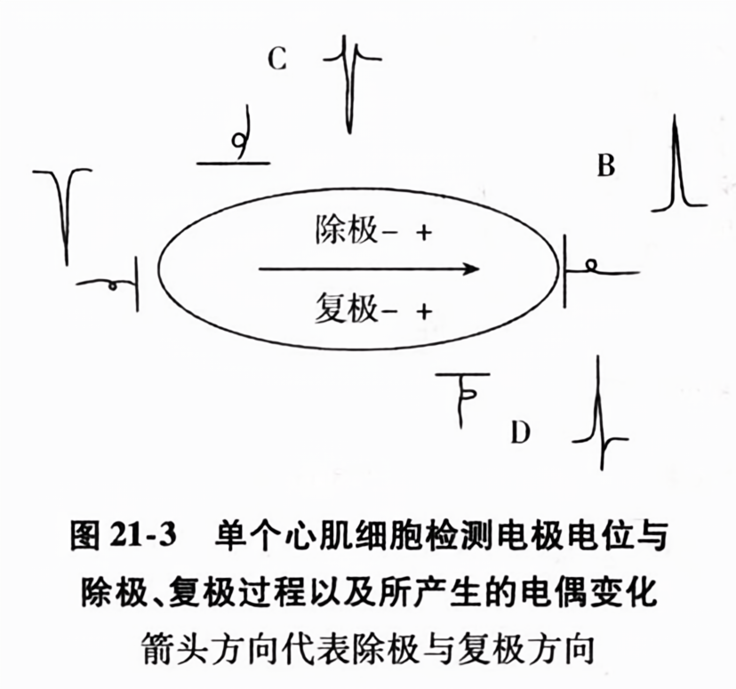 单个心肌细胞检测电极电位与除极、复极过程以及所产生的电偶变化