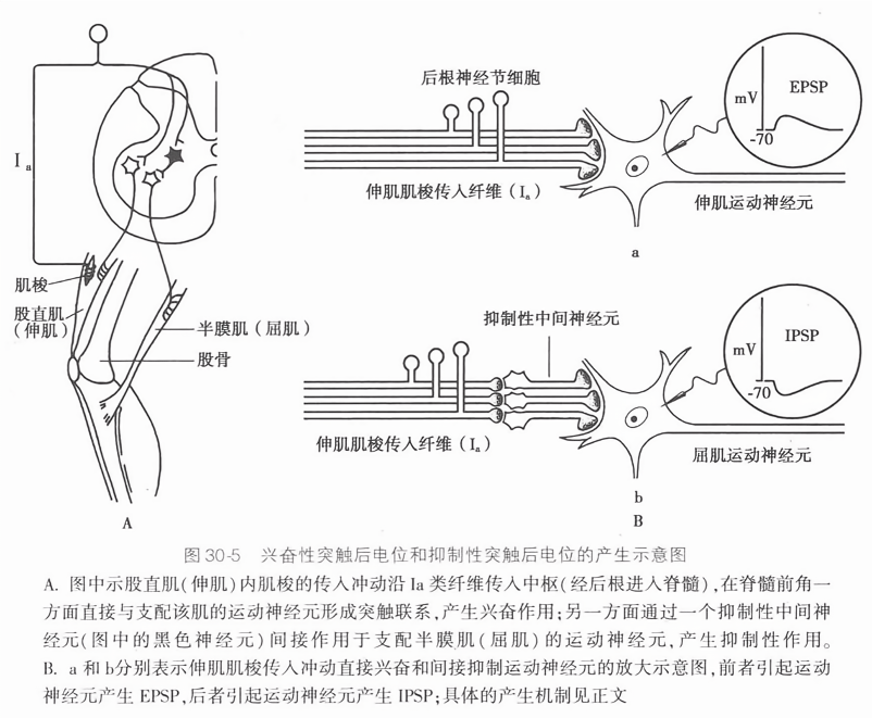 兴奋性突触后电位和抑制性突触后电位的产生示意图