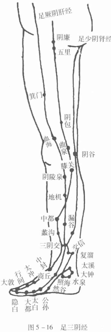 图5-16 足三阴经