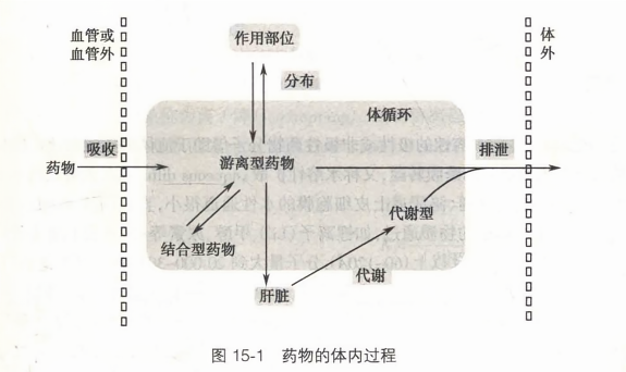 药物的体内过程