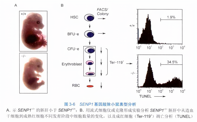 senp1基因敲除小鼠表型分析