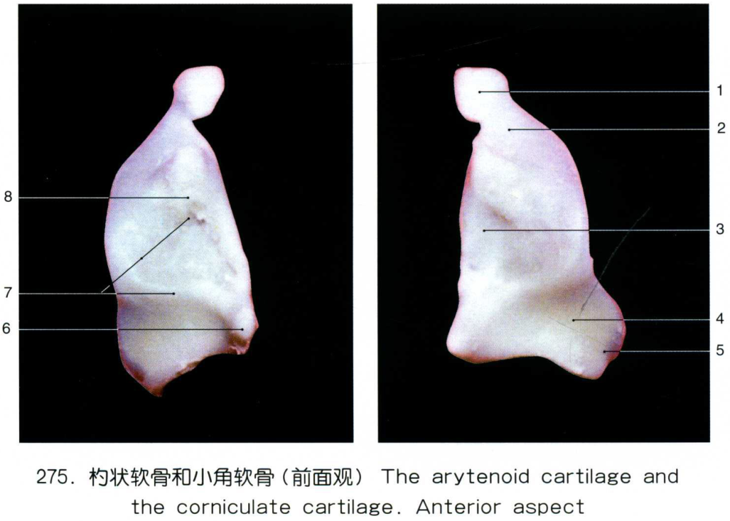 275.杓状软骨和小角软骨(前面观) the arytenoid cartilage and the
