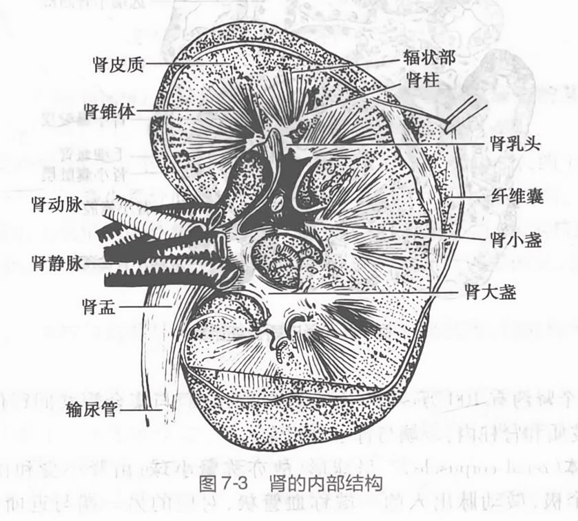 肾的内部结构