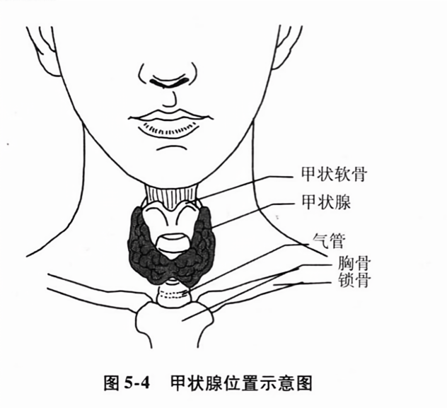 甲状腺位置示意图