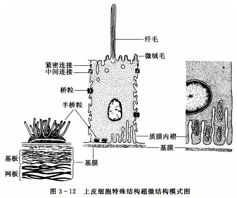 上皮细胞特殊结构超微结构模式图