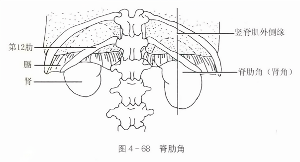 脊肋角