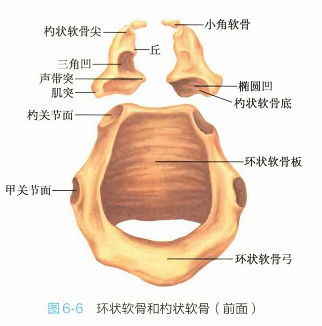环状软骨和杓状软骨(前面)
