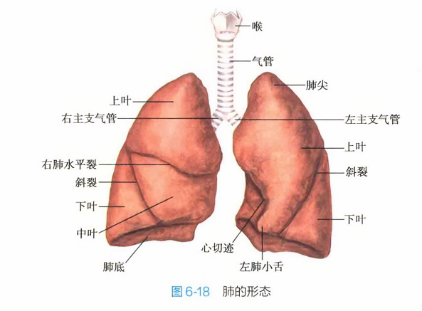 肺的形态