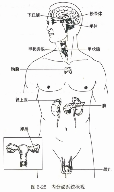 内分泌系统概观