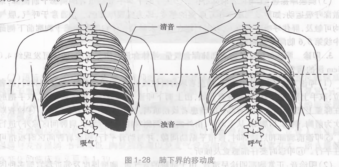 肺下界的移动度