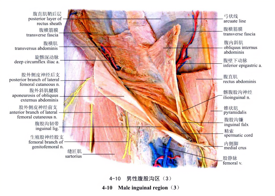 男性腹股沟区(3)