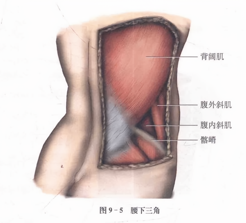 腰下三角