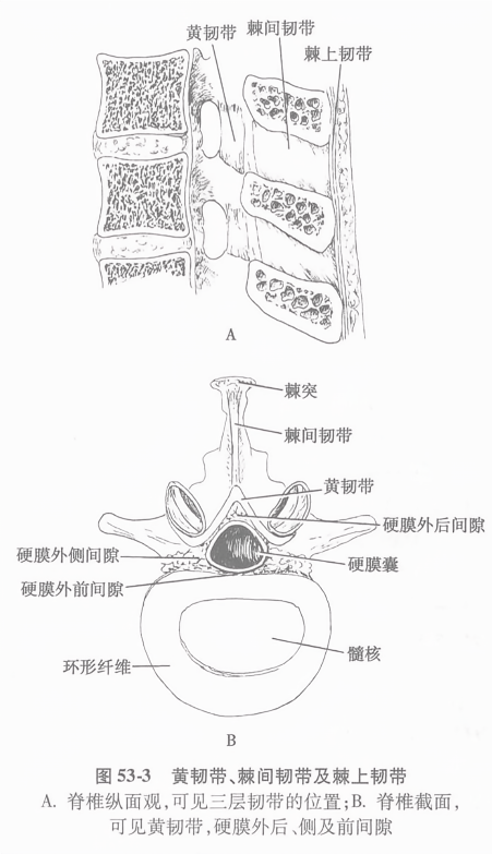 黄韧带、棘间韧带及棘上韧带