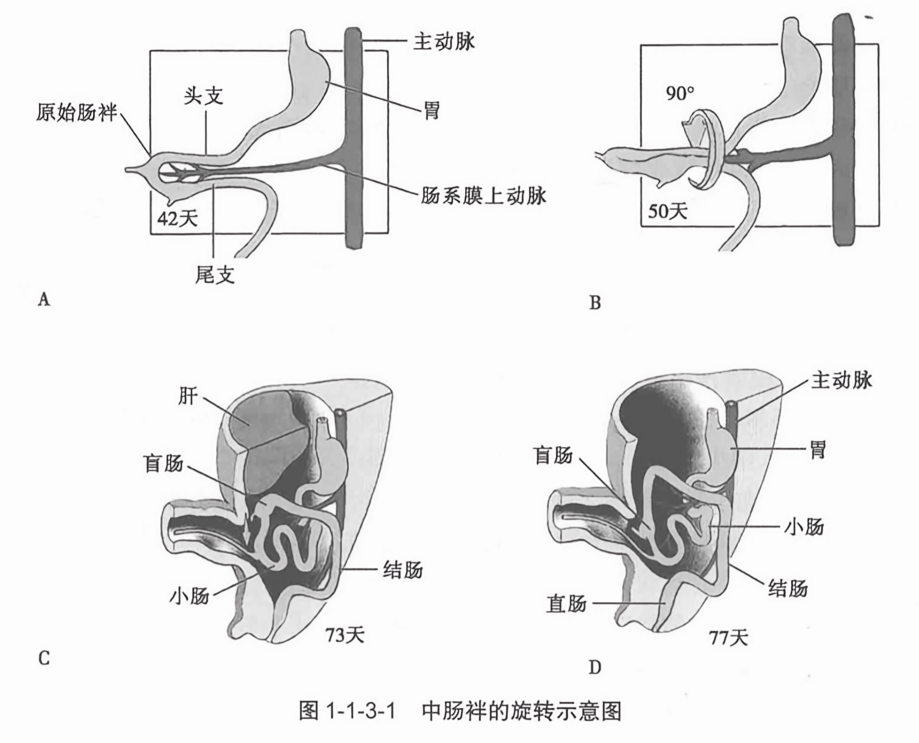 中肠袢的旋转示意图