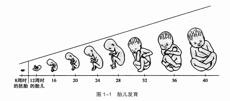 胎儿发育