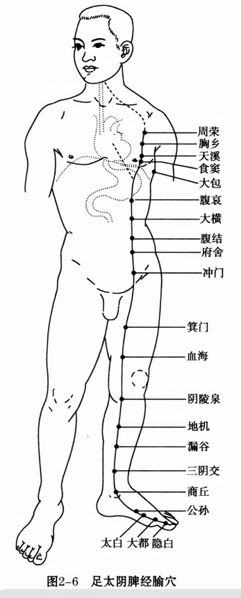 足太阴脾经腧穴
