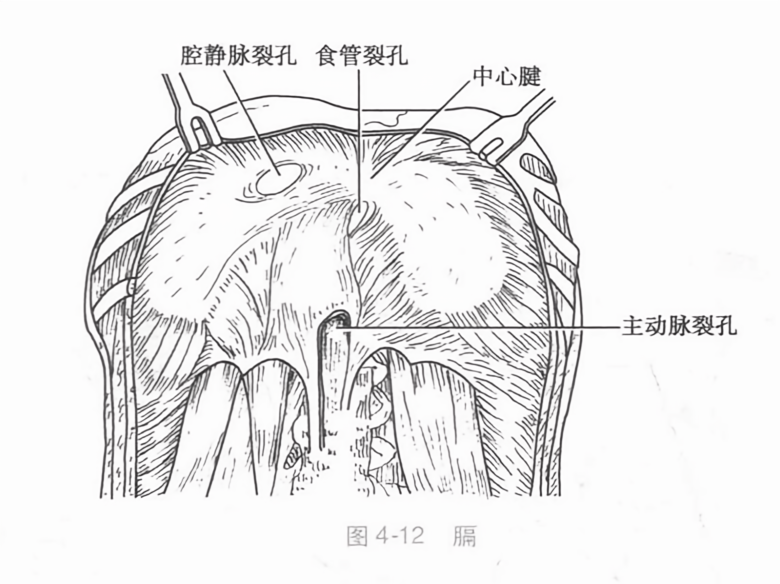 膈
