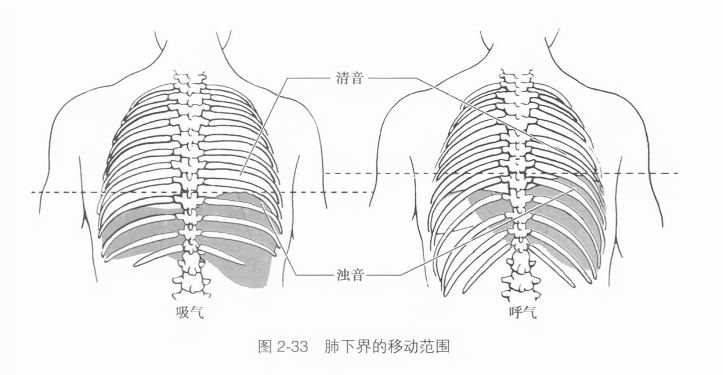 肺下界的移动范围