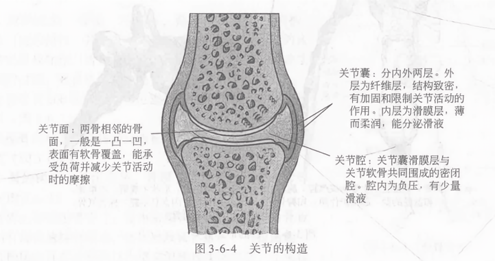 关节的构造